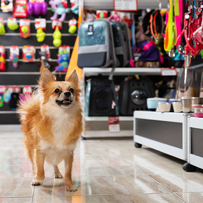 dog standing on a floor inside a pet store